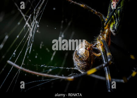 Close-up of a spider in its web eating its prey, Shot with:…