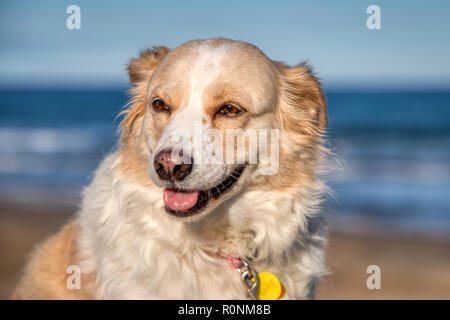 Portrait of a blonde border collie mix on a bright sunny day with the blue Mediterranean Sea and brown sandy beach in the background Stock Photo