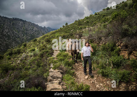 Berger et ses $ânes sur un sentier, Restonica, Corte, Corse Stock Photo