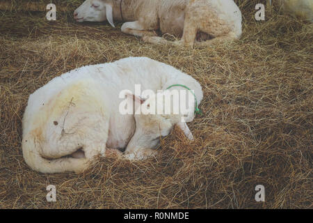 sheep sleep on background. Stock Photo