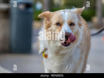 Close up of a blonde border collie mix licking her lips in a park while looking at the camera Stock Photo