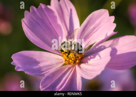 A horizontal macro photo of a black and yellow bee centered on the yellow middle of a bright pink cosmo flower Stock Photo