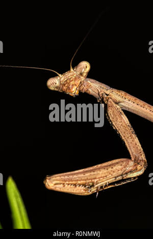 Macro photo of brown praying mantis head and arms with eyes in focus on a black background and one piece of green grass in soft focus Stock Photo