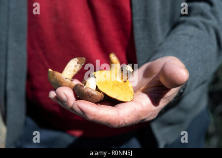 closeup of an old caucasian man with some yellow knight mushrooms, also known as man on horseback, in his hand Stock Photo