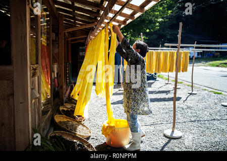 Japanese woman outside a textile plant dye workshop, hanging up freshly dyed bright yellow fabric. Stock Photo