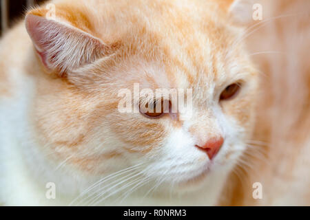 Red cat Gold chinchilla. Portrait of a smooth-haired straight Scotch cat