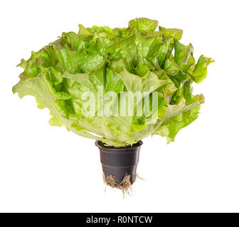 Batavia Red, living salad over white. Young summer crisp lettuce in plastic pot with roots. Reddish green loose leaf lettuce head with crinkled leafs. Stock Photo