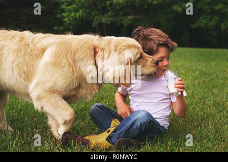 Boy drinking a glass of milk while a golden retriever dog licks his face Stock Photo