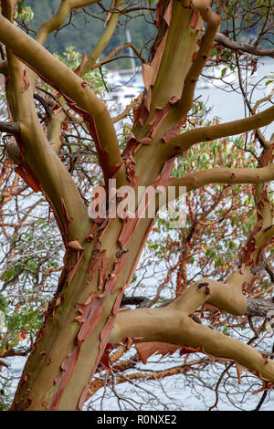 Trunk of arbutus tree with its peeling pink bark. View of Kziv