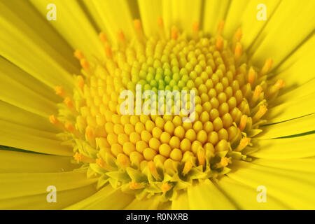 Leopard's Bane (doronicum pardalianches), close up of the very centre of the flower. Stock Photo