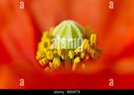 Long-headed Poppy (papaver dubium), close up of the very centre of the flower focusing on the yellow pollen on the stamens. Stock Photo