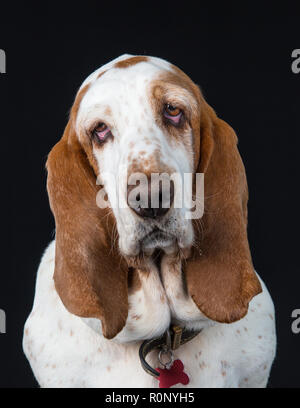 Close-up of a  Basset Hound staring into camera quizzically Stock Photo