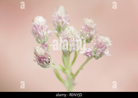 Mountain everlasting, stoloniferous pussytoes, catsfoot or cudweed, Antennaria dioica Stock Photo
