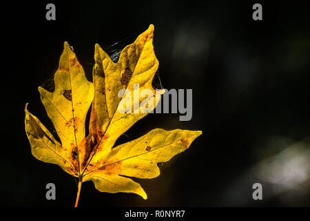 Golden maple leaf on a dark background, California Stock Photo