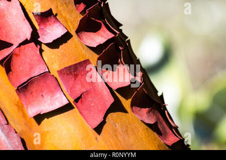 Close up of Madrone tree (Arbutus menziesii) peeling bark, California Stock Photo