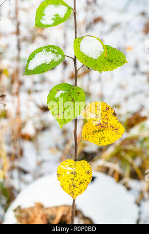 twig with green and yellow leaves covered with the first snow in forest in frosty autumn day Stock Photo