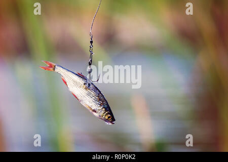 Fishing tackle for ice fishing for pike on live bait in winter Stock Photo  - Alamy