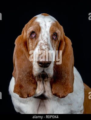 Close-up of a  Basset Hound staring into camera Stock Photo