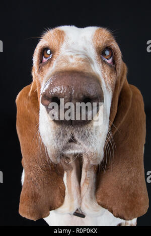 Wide-angle close-up of a sad-looking  Basset Hound staring into camera Stock Photo