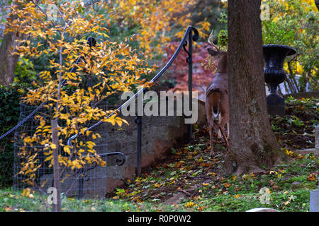 Deer grazing at Oak Hill cemetery adjacent to Rock Creek Park in Washington, DC, November 2018 Stock Photo