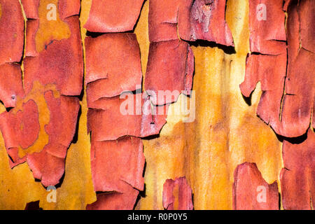 Close up of Madrone tree (Arbutus menziesii) peeling bark, California Stock Photo