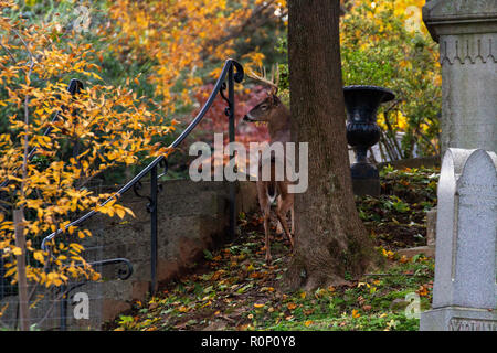 Deer grazing at Oak Hill cemetery adjacent to Rock Creek Park in Washington, DC, November 2018 Stock Photo