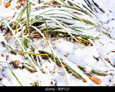 the first snow on green grass on lawn of urban park close up in frosty autumn day Stock Photo