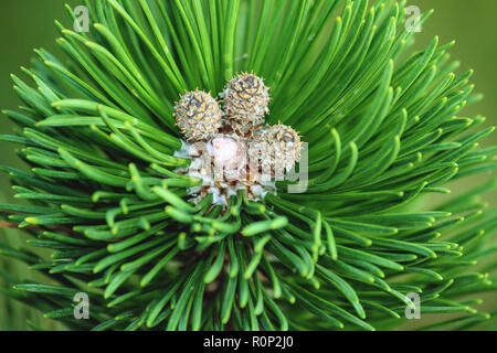 a fluffy spruce branch is a top view, three small growing cones are visible on the tip and another one is preparing to grow, there are a lot of white Stock Photo