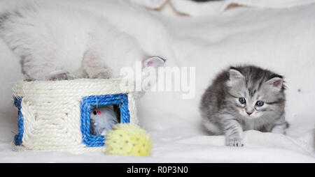 Puppies playing on a white blanket, siberian purebred Stock Photo