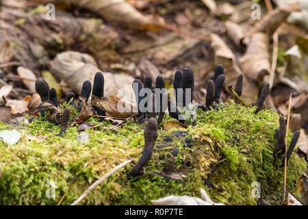 Dead man's finger's (Xylaria polymorpha) growing in moss covered decaying wood. Multiple black various shaped fingers of fungi against the green moss. Stock Photo