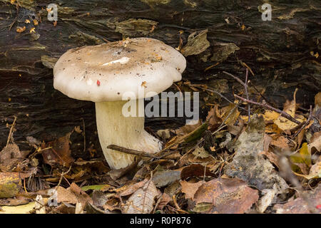 Fungi thick stalk, white, growing on leafy woodland floor next to cover of fallen tree trunk. Chunky single fungi with cap on thick stalk bulbous base Stock Photo