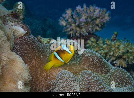 Clark's anemonefish or yellowtail clownfish, amphiprion clarkii, in Anemone, Hamata, Red Sea, Egypt Stock Photo