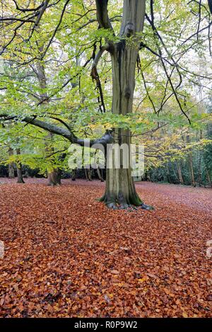 Woodlands in autumn colour in Abinger Roughs North Downs, near Dorking ...