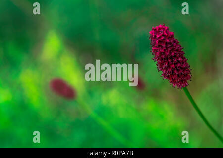 Sanguisorba officinalis on a blurred background stylized painting Sanguisorba officinalis. great burnet. Stock Photo