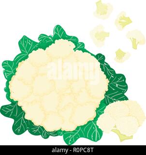 Vector painterly set with whole cauliflower and small pieces editable, scalable illustration, isolated on a white background. Use it for recipes Stock Vector