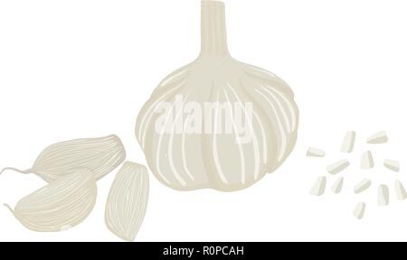 Vector painterly set with whole garlic, cloves and slices; editable, scalable illustration, isolated on a white background. Use it for recipes, restau Stock Vector