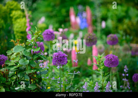 Allium purple sensation,Nepeta six hills giant,lupin,rose,flower,flowers,flowering,mix,mixed,RM Floral Stock Photo