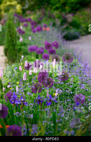 Allium purple sensation,Nepeta six hills giant,flower,flowers,flowering,mix,mixed,RM Floral Stock Photo