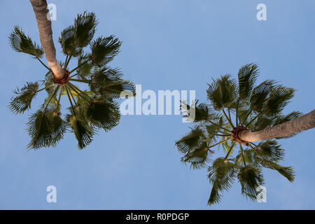 Lecce Italy. Two tall palm trees in Piazetta Antonio Panzera in centre of the historic baroque city of Lecce in Puglia. Stock Photo