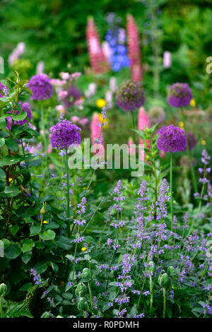 Allium purple sensation,nepeta six hills giant,lupins,cottage garden,bed,border,spring,flower,flowers,flowering,mix,mixed,RM Floral Stock Photo