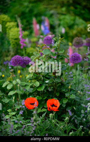 Allium purple sensation,Papaver orientale,oriental poppy,lupins,cottage garden,bed,border,spring,flower,flowers,flowering,mix,mixed,RM Floral Stock Photo