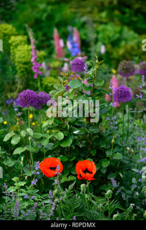 Allium purple sensation,Papaver orientale,oriental poppy,lupins,cottage garden,bed,border,spring,flower,flowers,flowering,mix,mixed,RM Floral Stock Photo