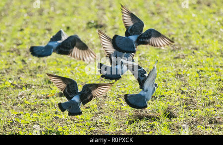 07 November 2018, Lower Saxony, Hannover: Pigeons fly over a field. Photo: Julian Stratenschulte/dpa Stock Photo