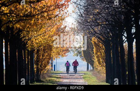 07 November 2018, Lower Saxony, Hannover: A couple riding bicycles through an autumnally discoloured avenue. Photo: Julian Stratenschulte/dpa Stock Photo