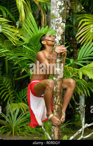 Einheimischer Jugendlicher klettert auf eine Kokosnusspalme, Yap, Mikronesien | Local young man climbs up a coconut palm tree, Yap, Micronesia Stock Photo