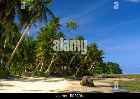 Tropischer Sandstrand mit hohen Palmen, Yap, Mikronesien | Tropical beach with palm trees, Yap, Micronesia Stock Photo