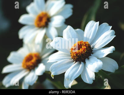 the gerbera is white, three white small flowers resembling a daisy, high orange with a brown heart, dark dense green foliage around, petals thick, Stock Photo