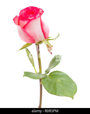 single pink variegated rose isolated on white background Stock Photo