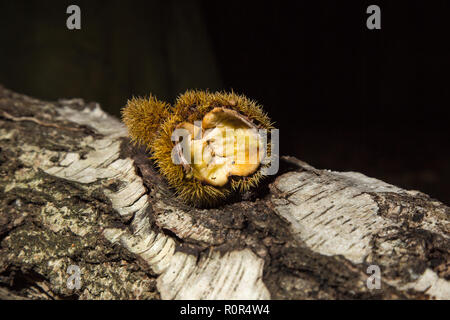 Close up of spiky, sharp chestnut burr (spiny cupule) lay open & empty on a peeling silver birch log in UK woodland. Dark background. Stock Photo