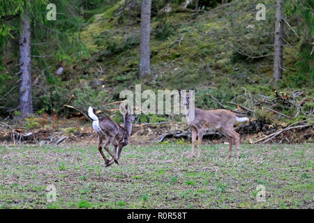 Young White-Tailed deer, Odocoileus virginianus, alerts another deer by raised tail. Deers were feeding on field. Selective focus on running deer. Stock Photo
